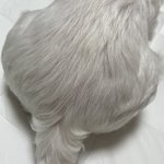 [드루와] 우리집에노루궁뎅이<b>버섯</b>있음