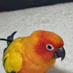 [드루와] 세상도 흉흉한데 울 집 앵무나 보고가셈