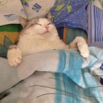 <b>집사</b>야... 불 좀 꺼라