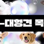 알바하다가 르세라핌한테 고백하는 여돌