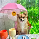 저희 강아지는 <b>장모</b>치와와가 맞는 걸까요 ?