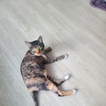 [댓글부탁해] 귀<b>여미</b> 보고가세요오