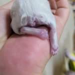 [강아지] <b>항문</b>없이 태어난 강아지