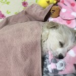 우리 시<b>고르</b>자브종 꿈나라