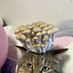 [댓글부탁해] <b>istp</b>인 얘 나 좋아하는 걸까..??