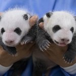 생후 한 달 맞은 쌍<b>둥바오</b>