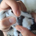고양이 발바닥에 이상한거 났는데 동물병원 <b>가야</b>할까요?