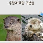 수달 <b>해달</b> 구분법 개귀엽다...