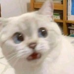 근데 진짜 하야면 이 <b>누</b>래보임