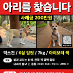 [반려견] <영등포구 양평동> 잃어버린 반려견 아리를 찾습니다....