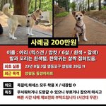 [이것좀봐줘] 펫시팅 <b>도중</b> 강아지 잃어버림