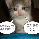 [댓글부탁해] 아빠가 고양이를 <b>학대</b>해