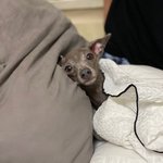 [ZB1] 아니 음<b>빠빠</b>