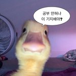 [드루와] 수능 D-9n일 가능충들 들어와라