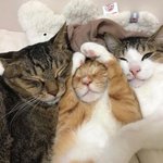 이건 뭐 <b>야채</b>튀김냥이도 아니고