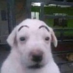 뭐지? 개쪽팔림