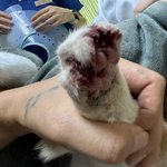 [이것좀봐줘] 가정부 반려묘 학대사건 도와주세요 (추가)