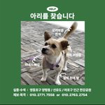 [이것좀봐줘] <b>펫시터</b>가 강아지 잃어버림