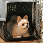 [꼭조언부탁] 남친이랑 강아지때문에 싸움;  강아지 사진 좀 봐줘...