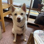 세상을 떠나기 전 강아지에게 새 가족을 찾아주고 싶은 할아버지