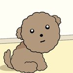 [드루와] 강아지 키운 지 이제 2달 돼가는데