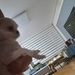 [댓글부탁해] 강아지를 찾고있어요 꼭 한번 봐주세요