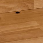 얘들ㅏ 이 바퀴벌레?귀뚜라미<b>어떠</b>ㅎ게죽ㅇᆢ
