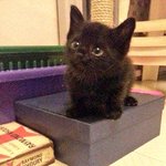 [TXT] <b>이</b> 고양이 너무 텨니 닮아써