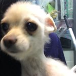 [<b>동물</b>학대] 잠실 <b>S동물병원</b> 절대 가지마세요. 제발 읽어주세요!