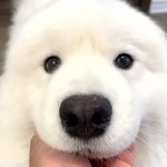 [NCT드림] 사모예드 코 진짜 처음 들어보는 <b>모에</b>화긴 한데