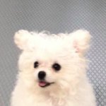 우리 <b>강쥐</b> 진ㅁ자 개귀엽지