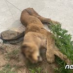 '목장 탈출' 암사자 결국 <b>사살</b>…불법사육 여부 파악 중