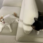 [고양이] 길냥이 출신 오구와<b>용용</b>