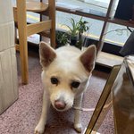 [강아지] 죽기 전에 반려견에게 새가족을 찾아주고 싶어요