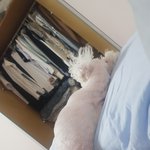 우리집 댕댕이 특
