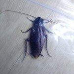너네 방에서 이정도 크기 <b>바퀴</b>벌레 나오면 어떨거 같아?