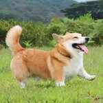 <b>산책</b> 나가서 기분 완전 만족하개