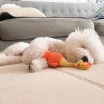 [강아지] 너무너무 소듕한 울 집 강아지
