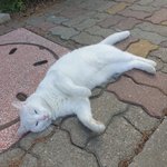 [댓글부탁해] (+수정)길냥이 이름추천좀 해주라!!