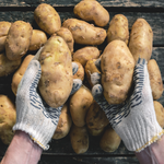 ‘만능 감자’…녹색 부위 잘라 먹어도 될까?