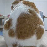 나의 동거묘 <b>도칠</b>이 23년 8월 여름일상들..