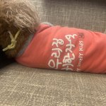 복덩이 또 인사드려요