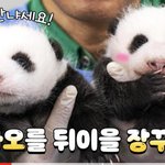 [드루와] 아!니! <b>판다</b> 진짜 미치겠네!!!?