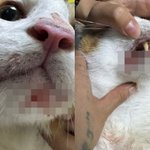 가사도우미 불렀다가...두들겨 맞아 피투성이 된 고양이