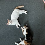 [고양이] 용용오구