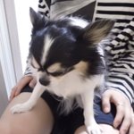 <b>현지</b>니 강아지 까미 귀엽징