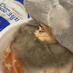 [약혐주의] 집에있던 크림<b>치즈</b> 곰팡이 ㄹㅈㄷ