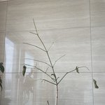 우리집 나무 갑자기 <b>죽음</b>