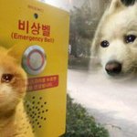 이거 <b>학폭위</b> 열리면 어카디?? 나 고딩