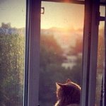 <b>창밖</b> 구경 중이다옹.jpg